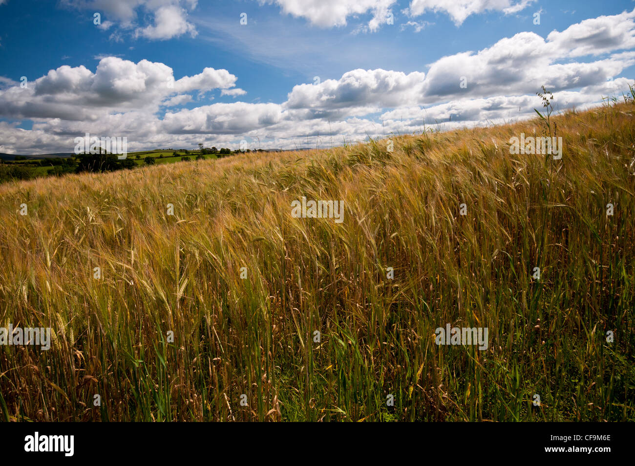 Cereal crop fields in the fields of the Eden Valley in the Northern part of Cumbria Stock Photo