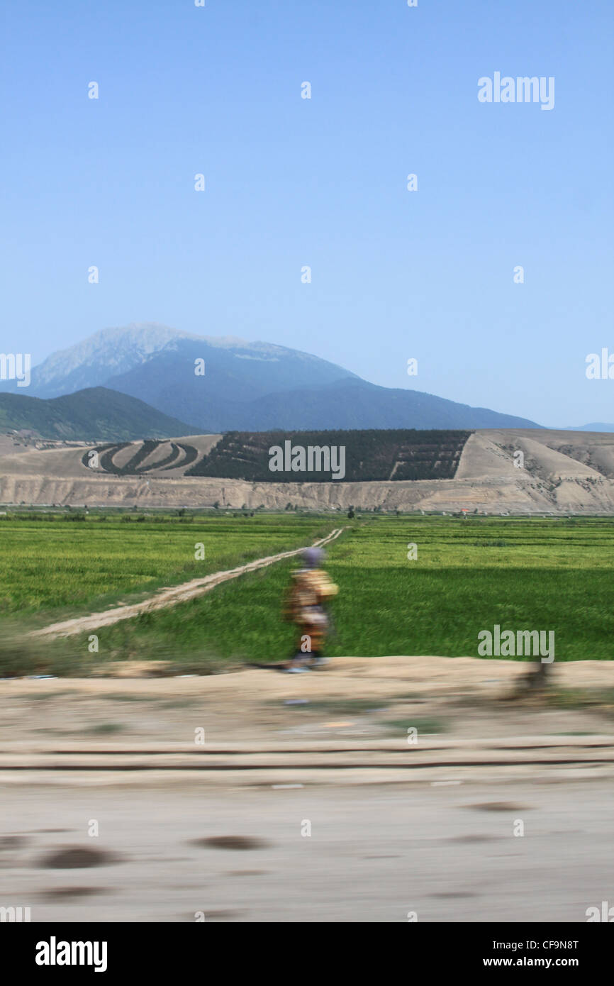 Allah emblem in trees in Iranian countryside with rice paddy fields and ...