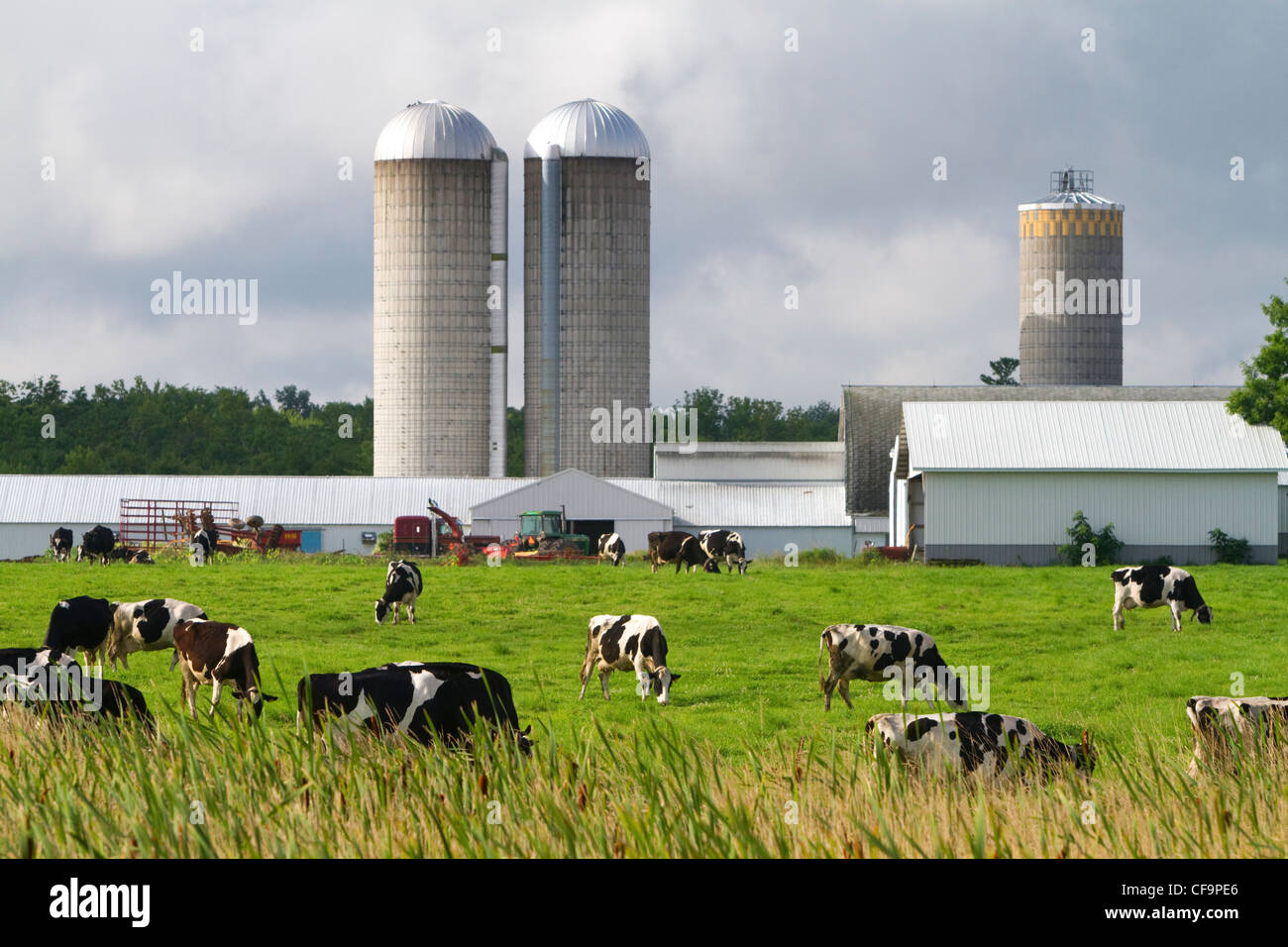 Dairy cows and farm near Taylor County, Wisconsin, USA. Stock Photo