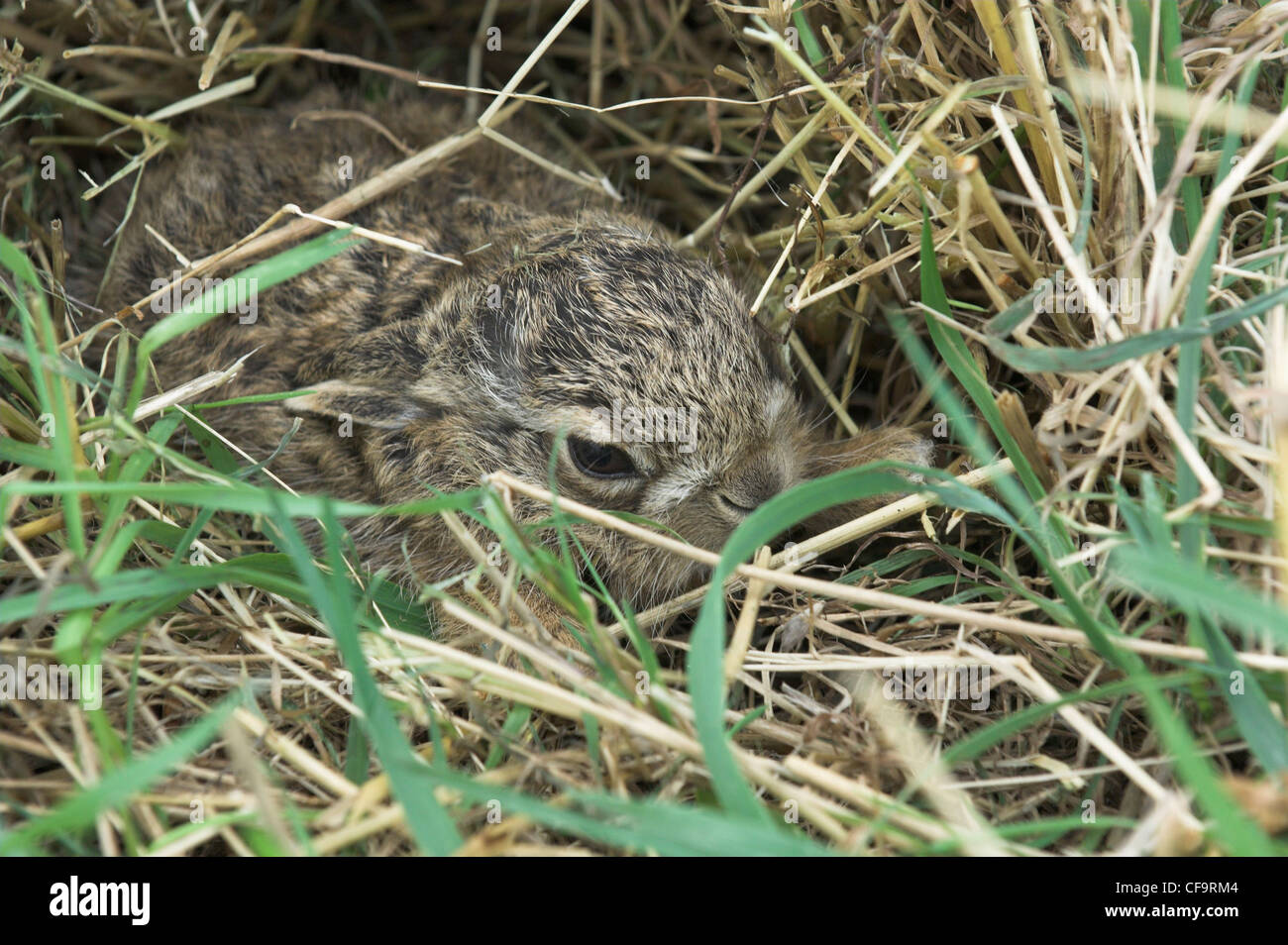 Leverets, baby Brown Hares (lepus europaeus), sheltering in rough grassland Norfolk, UK, September, Stock Photo