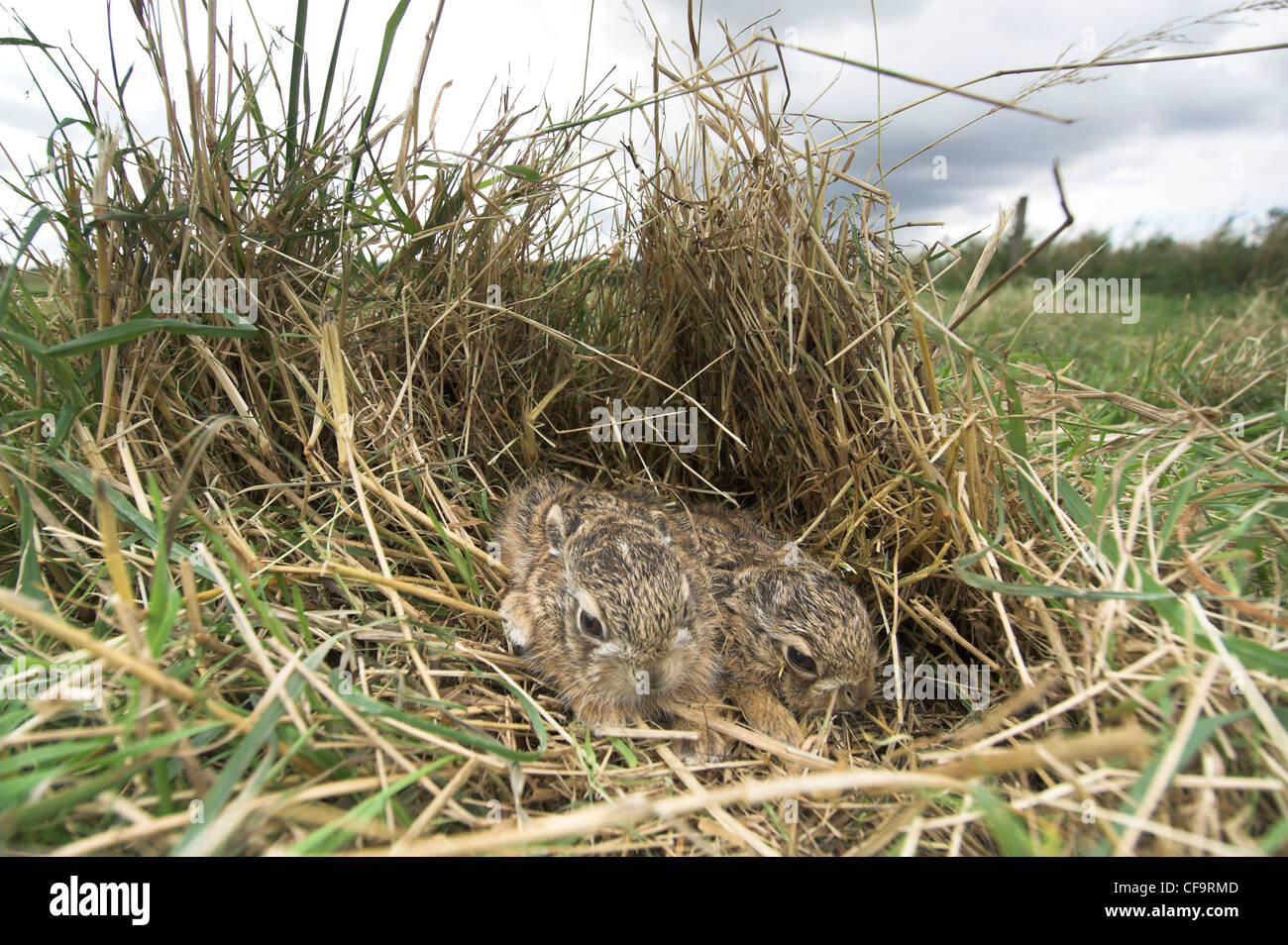 Leverets, baby Brown Hares (lepus europaeus), sheltering in rough grassland Norfolk, UK, September, Stock Photo