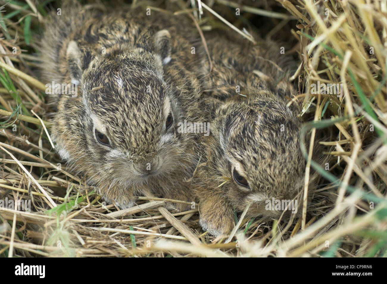 Leverets, baby Brown Hares (lepus europaeus), sheltering in rough grassland Norfolk, UK, September, Stock Photo