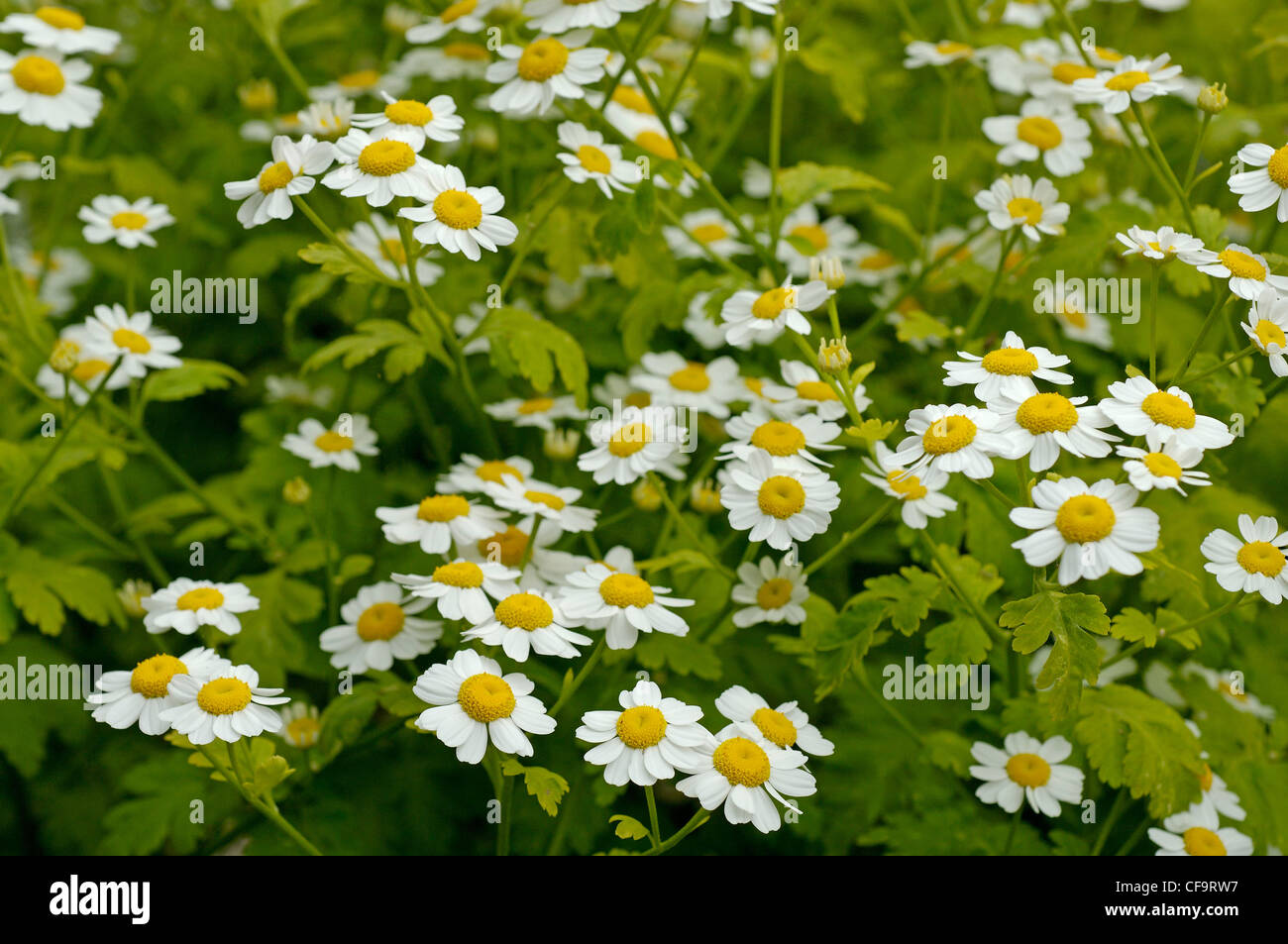 Tanacetum parthenium, Feverfew, is a traditional medicinal herb Stock Photo
