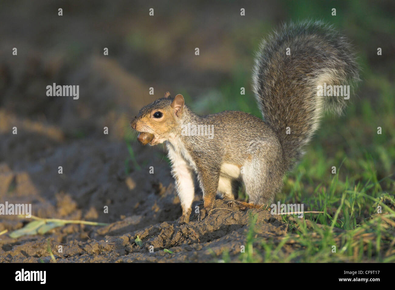 Squirrel burying nuts hires stock photography and images Alamy