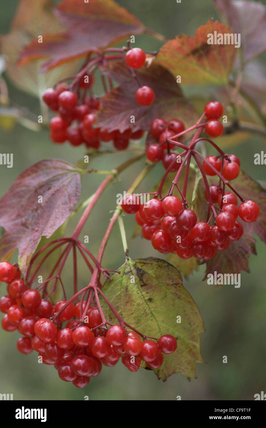 Guelder Rose viburnum Opulus Berries In Autumn Norfolk Stock Photo guelder-rose-viburnum-opulus-berries-in-autumn-norfolk-stock-photo