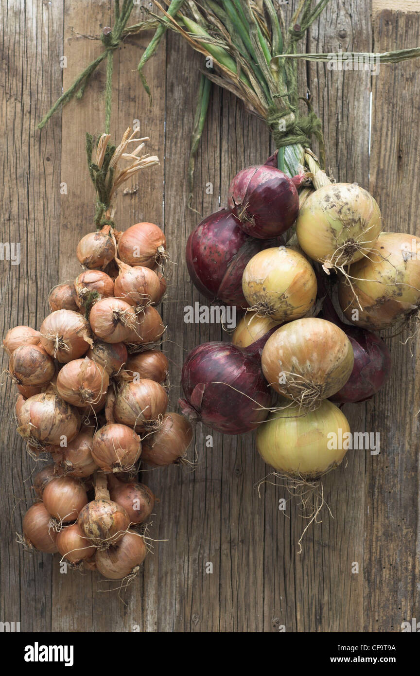 Bunches of ripe shallots and onions Stock Photo Alamy