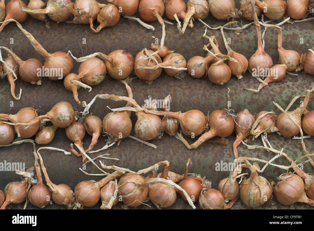 Shallots drying on corrugated iron Stock Photo Alamy