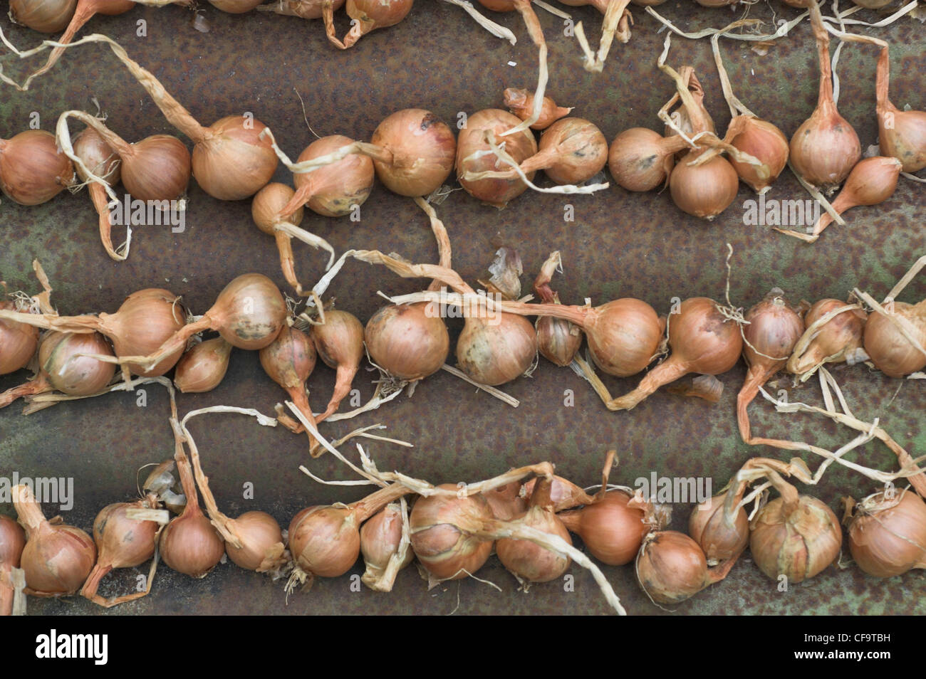 Shallots drying on corrugated iron Stock Photo Alamy