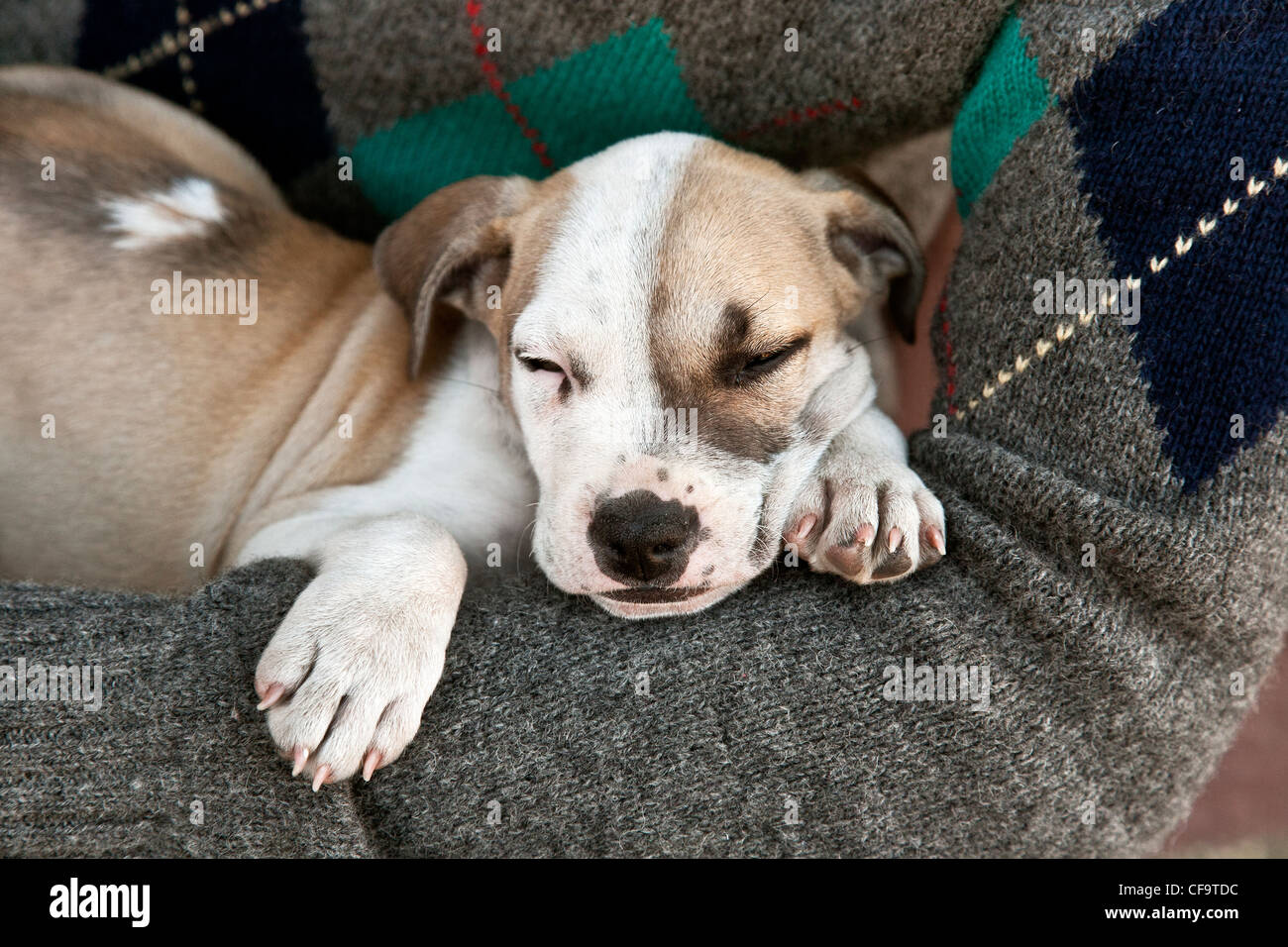 Big paws on a puppy the wire cheap