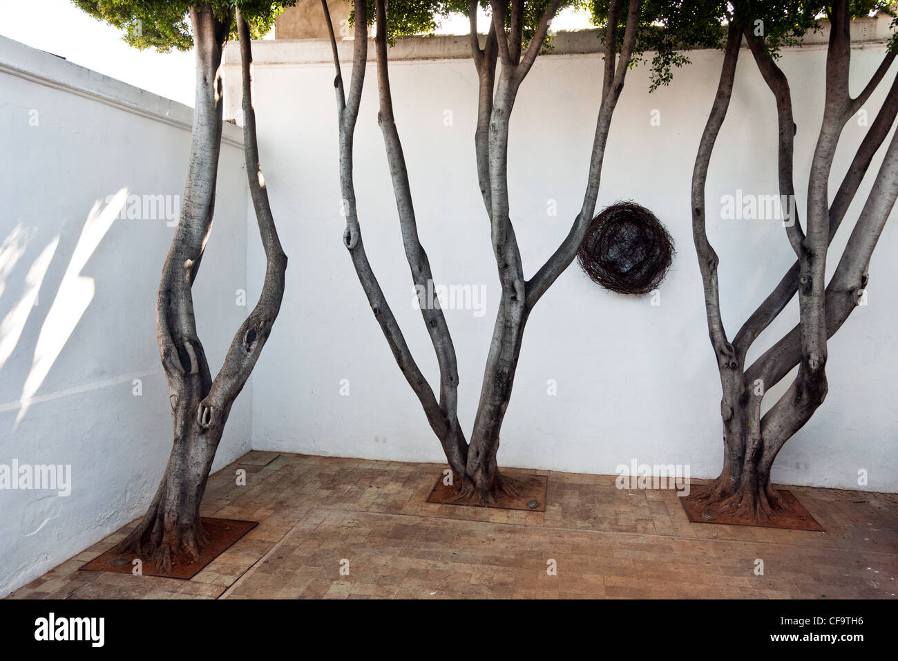 three beautiful old laurel trees dating from early Spanish Colonial times in courtyard of Oaxaca Museum of Contemporary Art Stock Photo