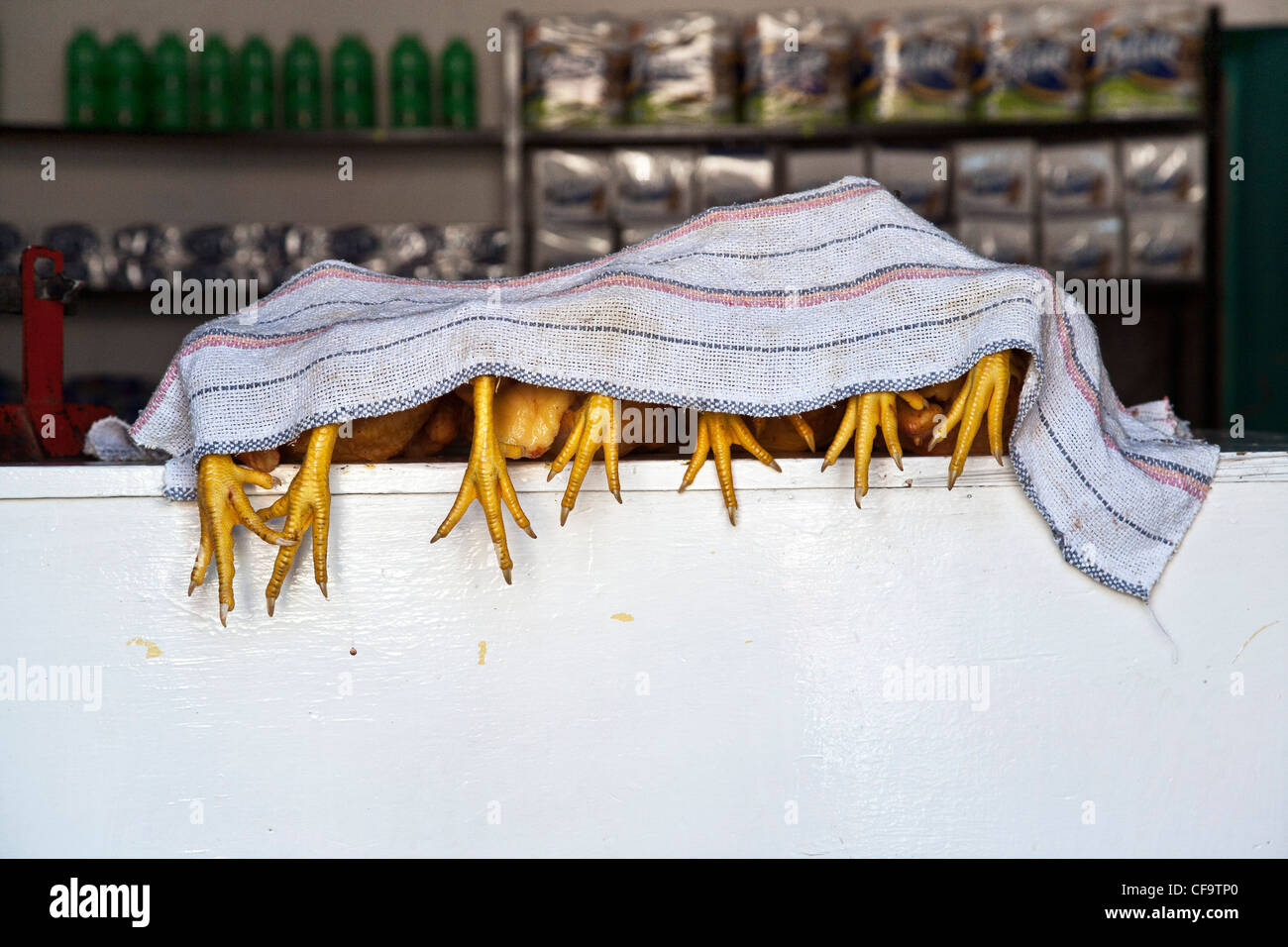 whole chicken chickens lined up on a counter for sale with feet elegantly dangling below cloth covering on hot day Oaxaca Mexico Stock Photo