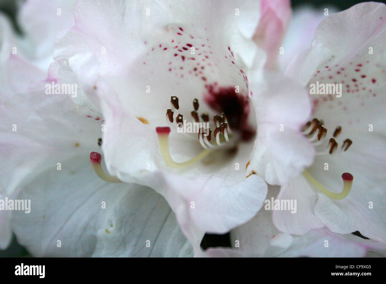 A cropped close up of a white and purple Rhododendron flower Stock ...
