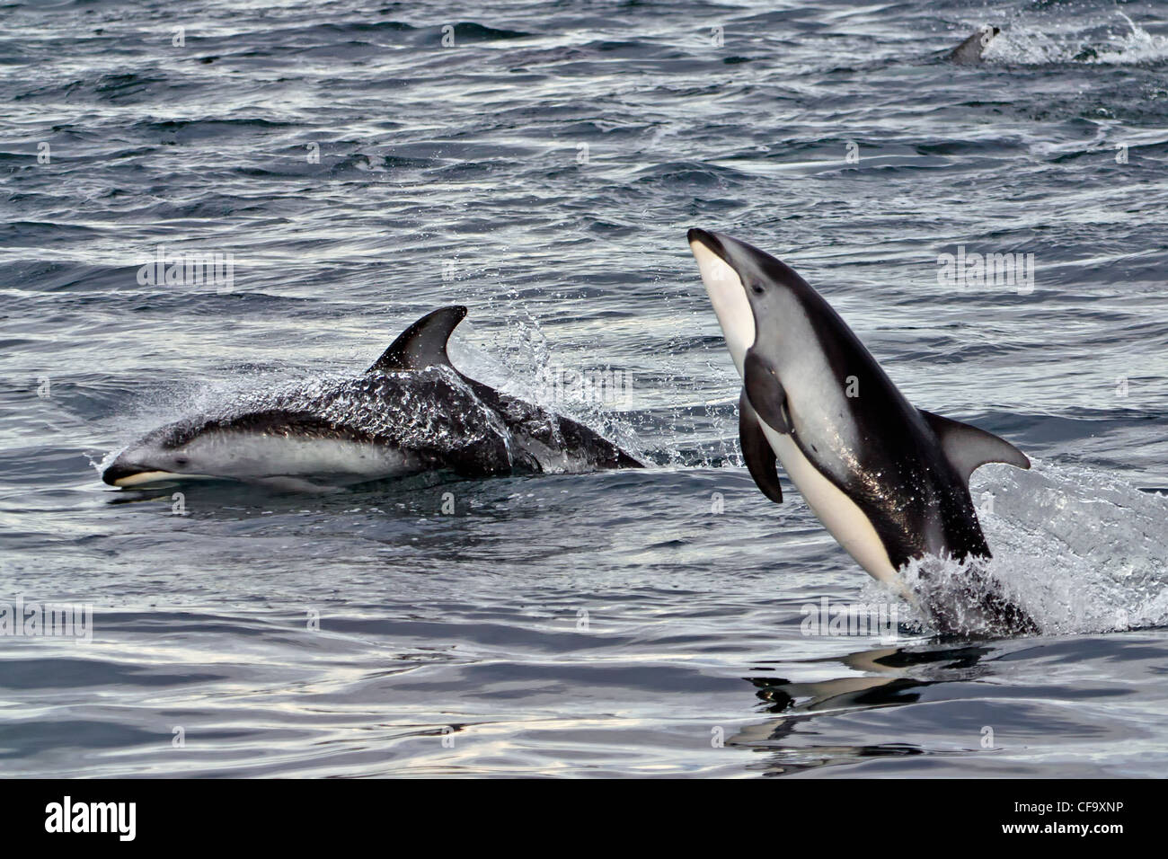 Pacific White Sided Dolphins (Lagenorhynchus obliquidens) jumping at high speed, Broughton Archipelago, off Vancouver Island Stock Photo