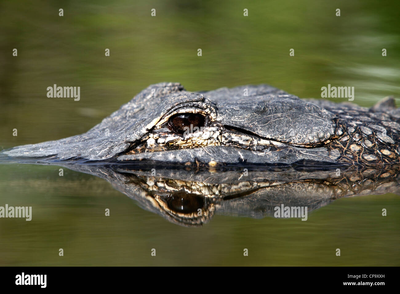 Wild alligator, Florida Everglades National Park Stock Photo
