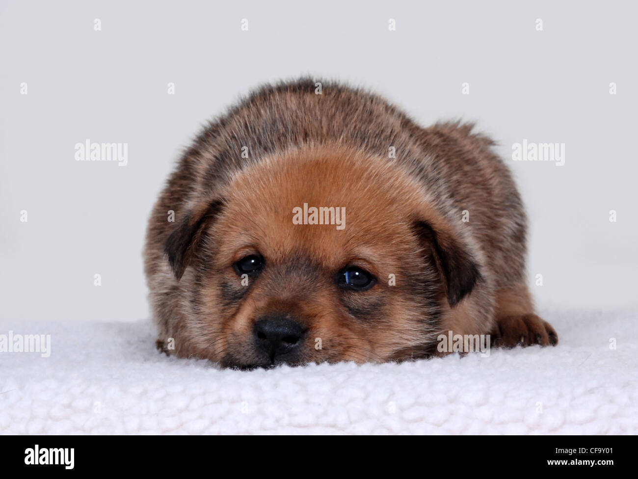 Puppy resting with head down Stock Photo Alamy