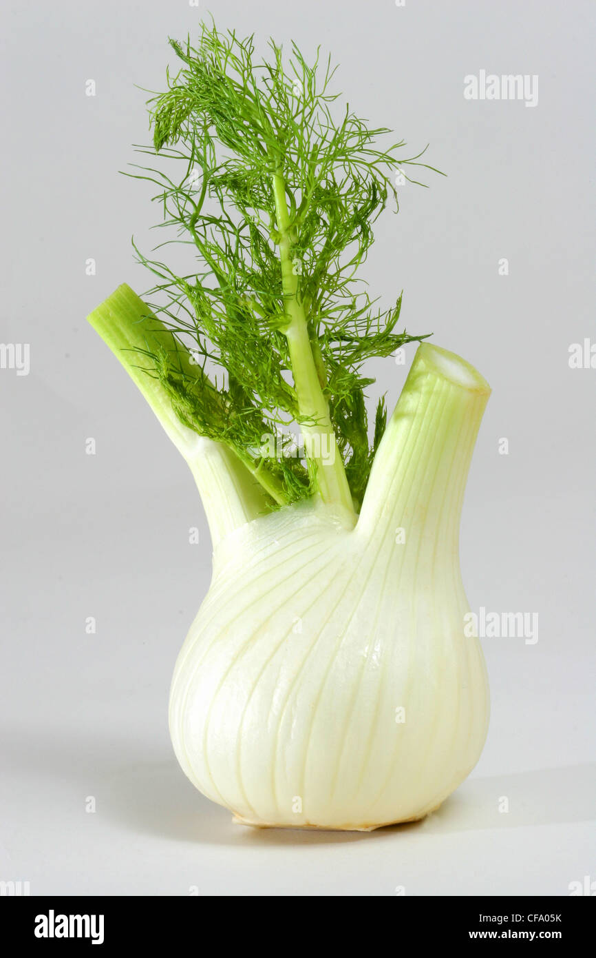 A cut out of a fennel bulb Stock Photo Alamy