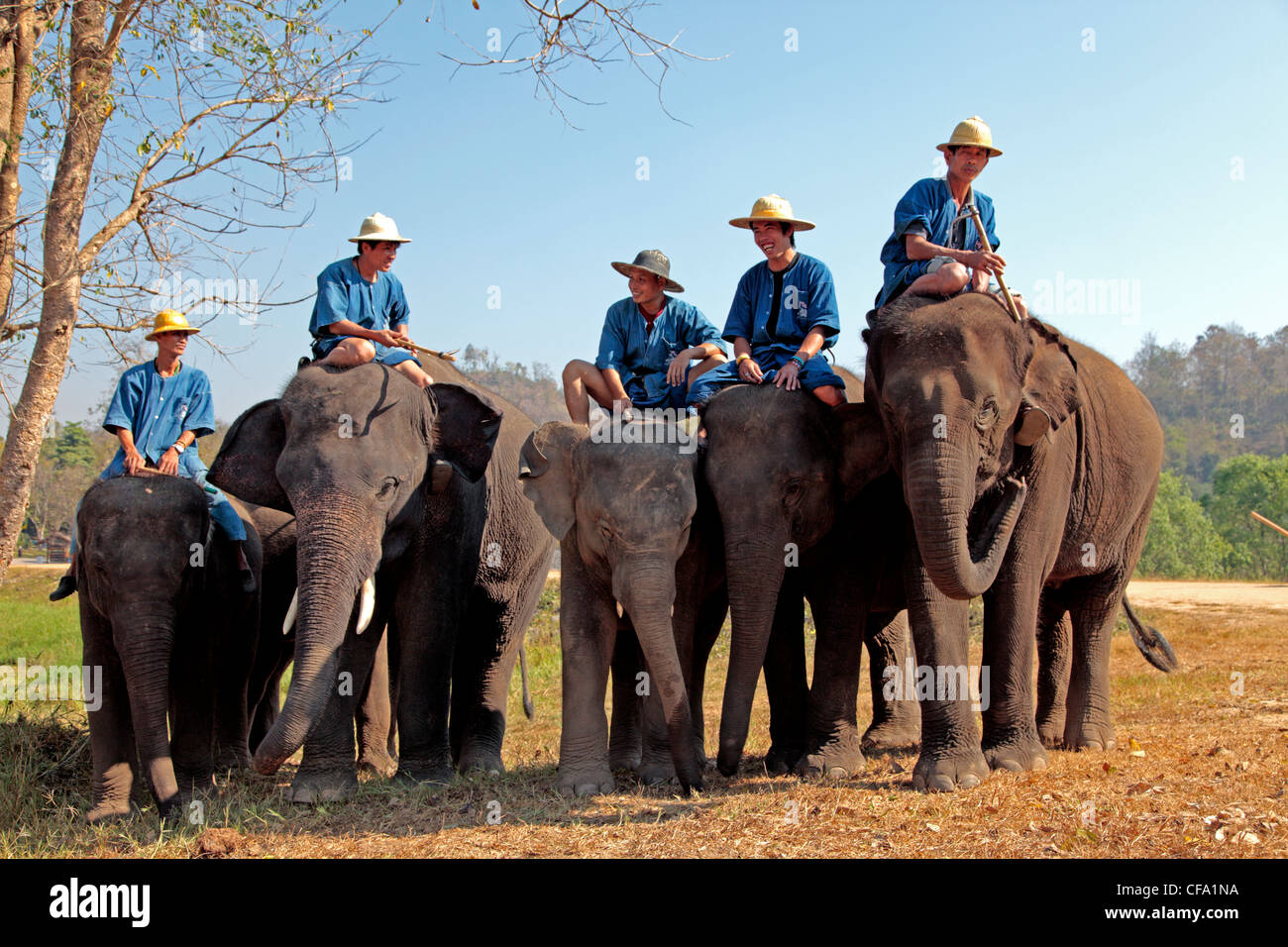 Elephant training school at Lampang, Thailand Stock Photo