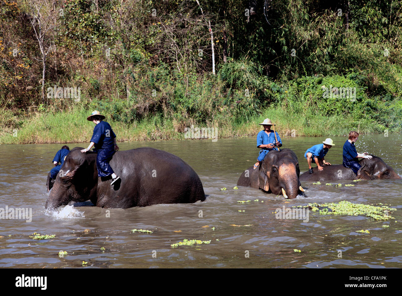 Elephant training school at Lampang, Thailand Stock Photo