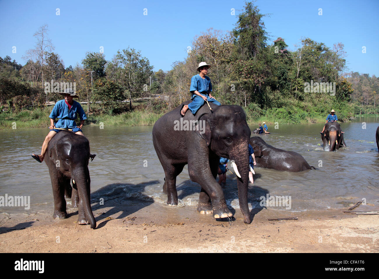 Elephant training school at Lampang, Thailand Stock Photo