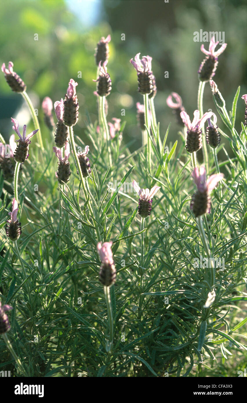 Fields of Lavender There are species of lavender, a hardy and evergreen shrub Its fragrant essence has been found to promote a Stock Photo