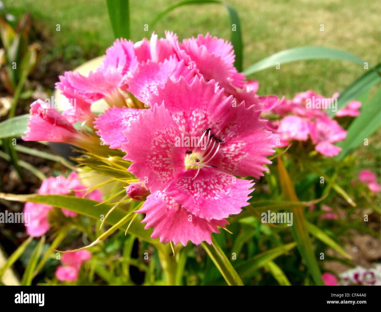 Pink Sweet William (dianthus alpinus) growing in a garden Stock Photo