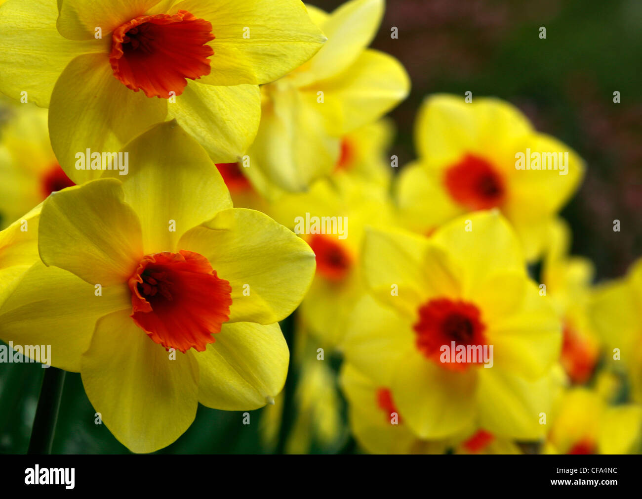 A host of golden daffodils Stock Photo