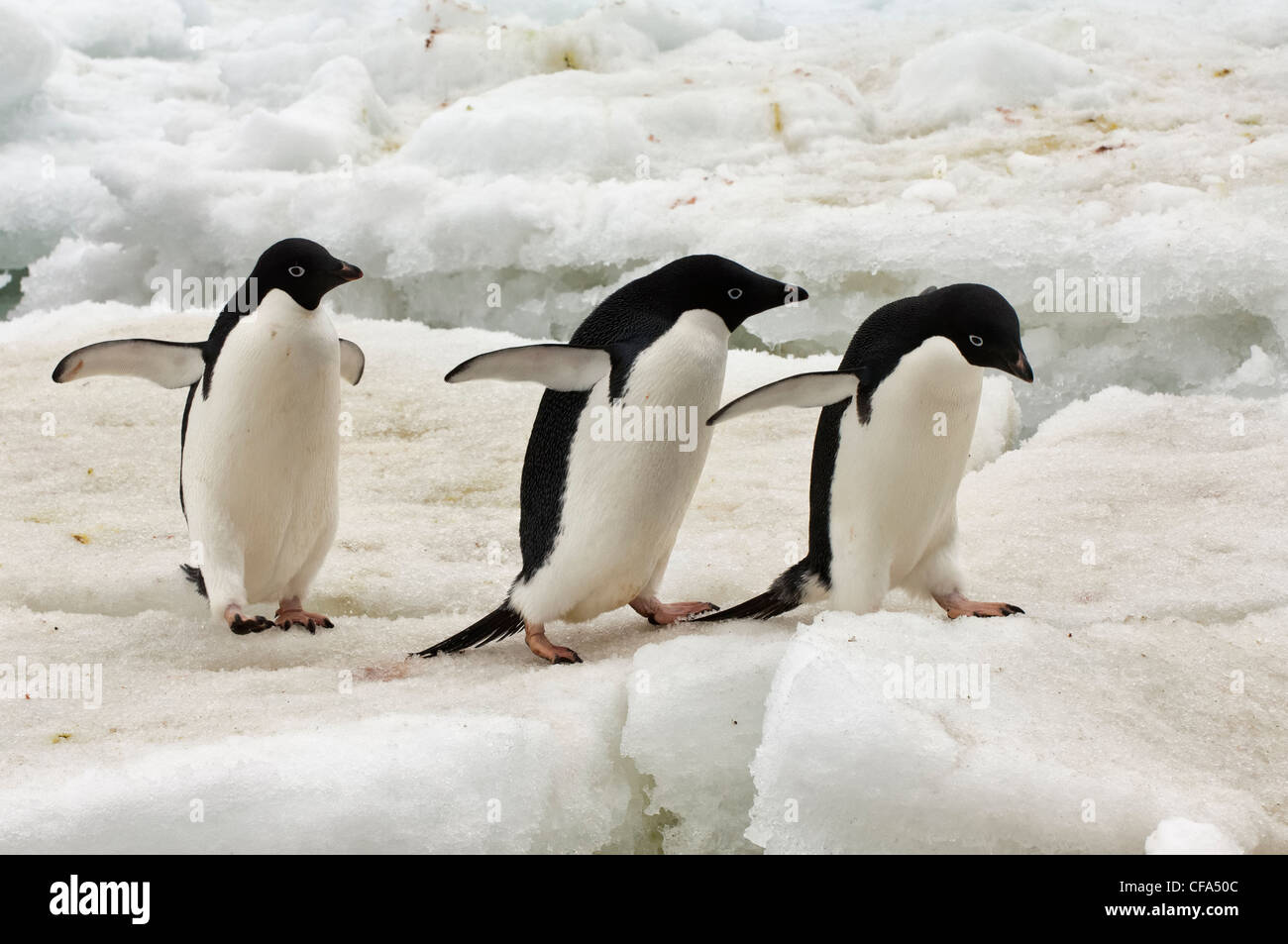 Group of Adelie Penguins (Pygoscelis adeliae) on the ice shelf, Brown ...