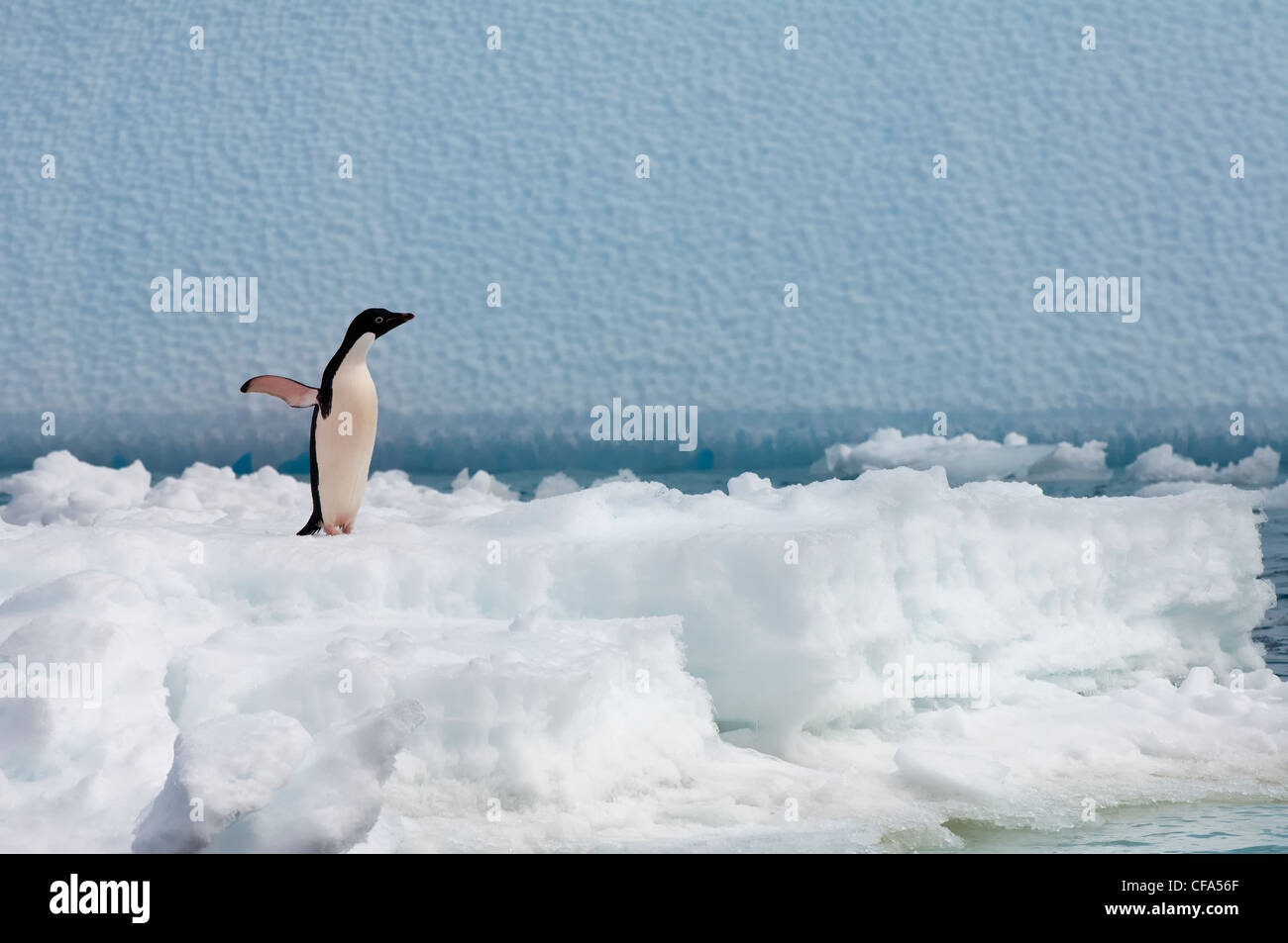 Adelie penguin (Pygoscelis adeliae) standing on an iceberg, Paulet ...