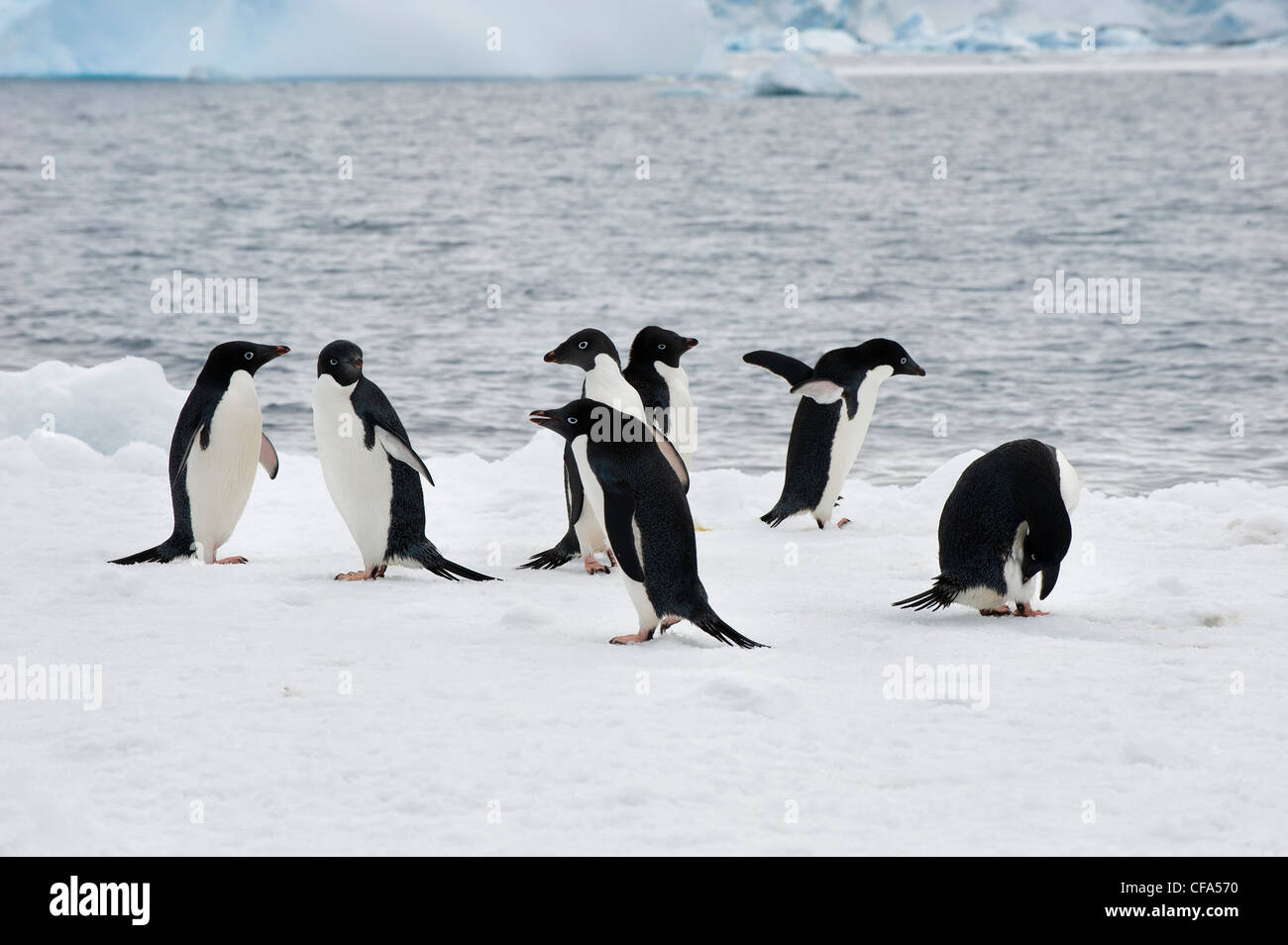 Group of Adelie penguins (Pygoscelis adeliae) on an iceberg, Paulet Island, Antarctic peninsula Stock Photo