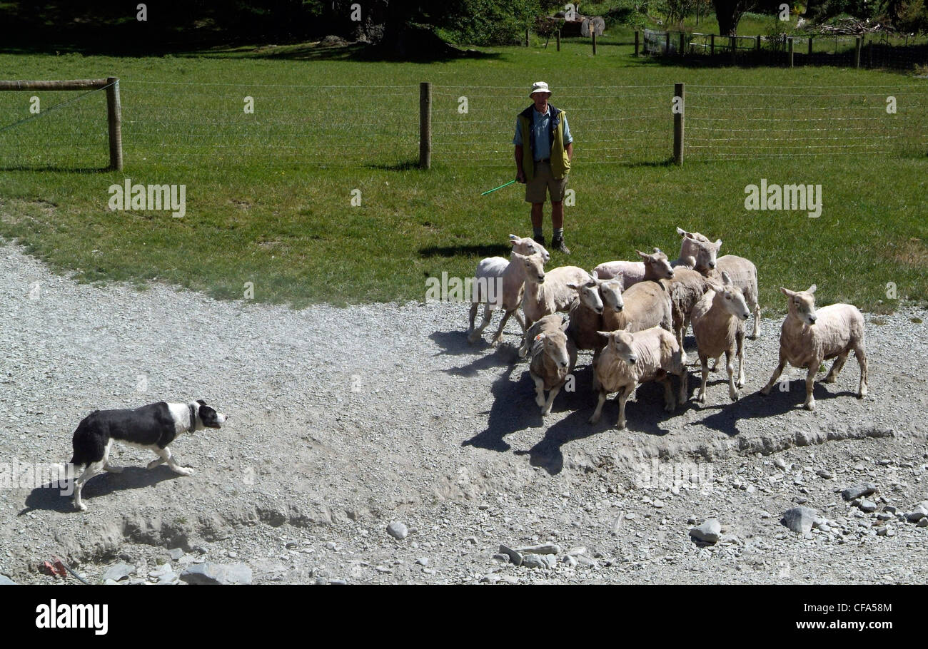 New Zealand, South Island, Queenstown, Walter Peak High Country Farm
