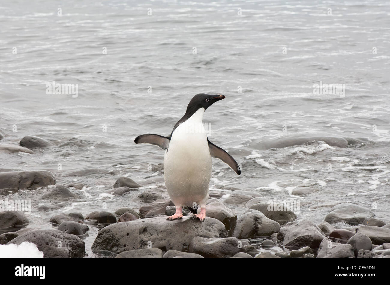 Adelie Penguin (Pygoscelis adeliae), Paulet Island, Antarctic peninsula Stock Photo