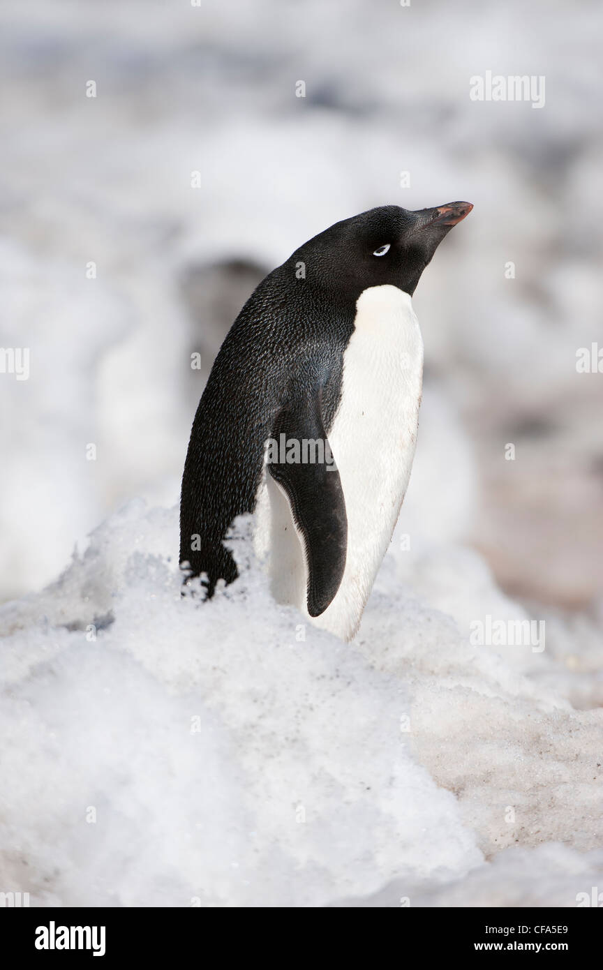 Adelie Penguin (Pygoscelis adeliae), Paulet Island,  Antarctic peninsula Stock Photo