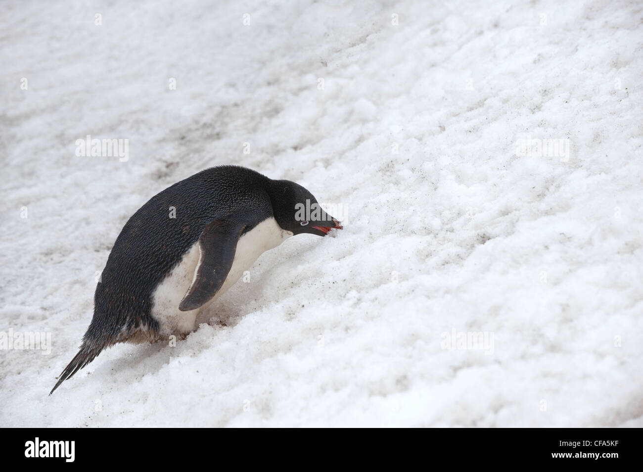Adelie Penguin (Pygoscelis adeliae) eating snow, Paulet Island, Antarctic peninsula Stock Photo