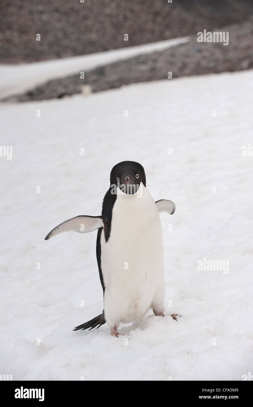 Adelie Penguin (Pygoscelis adeliae), Paulet Island, Antarctic peninsula Stock Photo