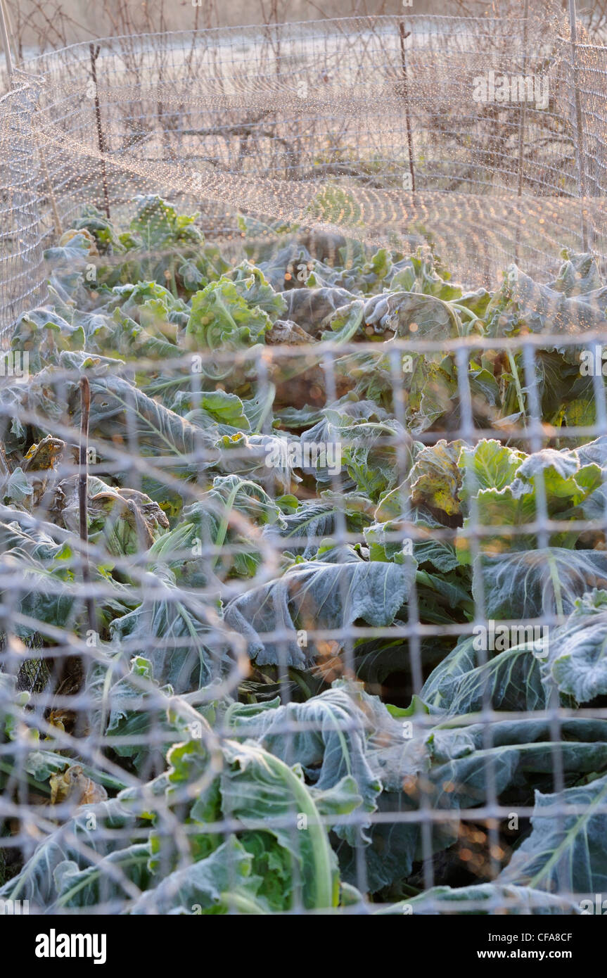 Netting brassica hires stock photography and images Alamy