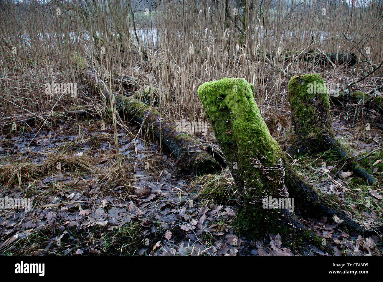 Moss Covered Trunks High Resolution Stock Photography and Images - Alamy
