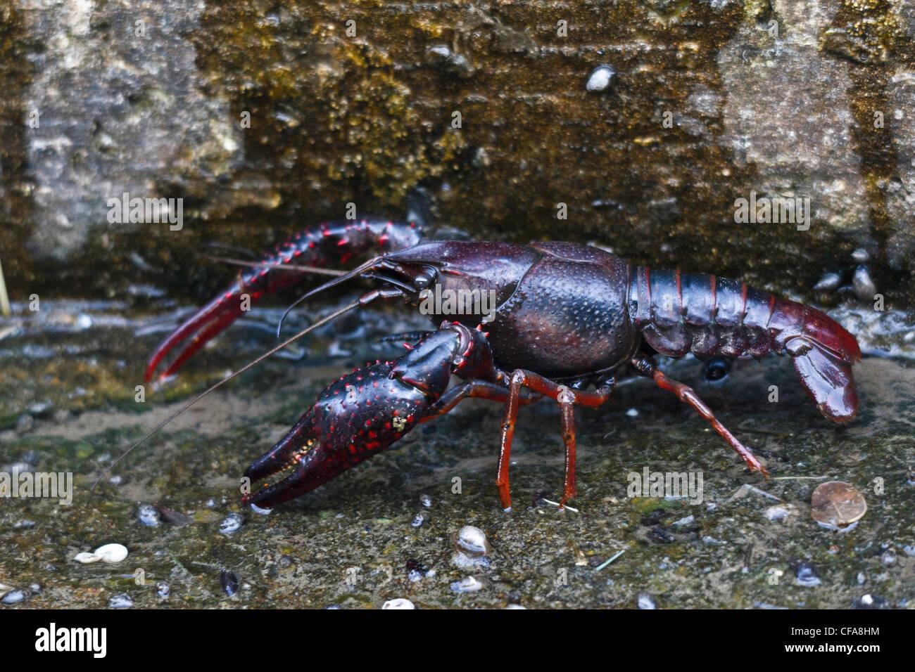Animalia, Arthropoda, Cambaridae, crawdads, crawfish, Crayfish