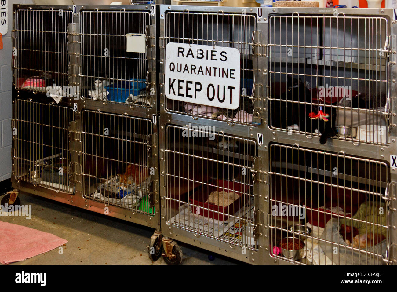 animal love, animal shelter, cage, care, cats, quarantine, rabies,  Richardson, Texas, USA Stock Photo - Alamy
