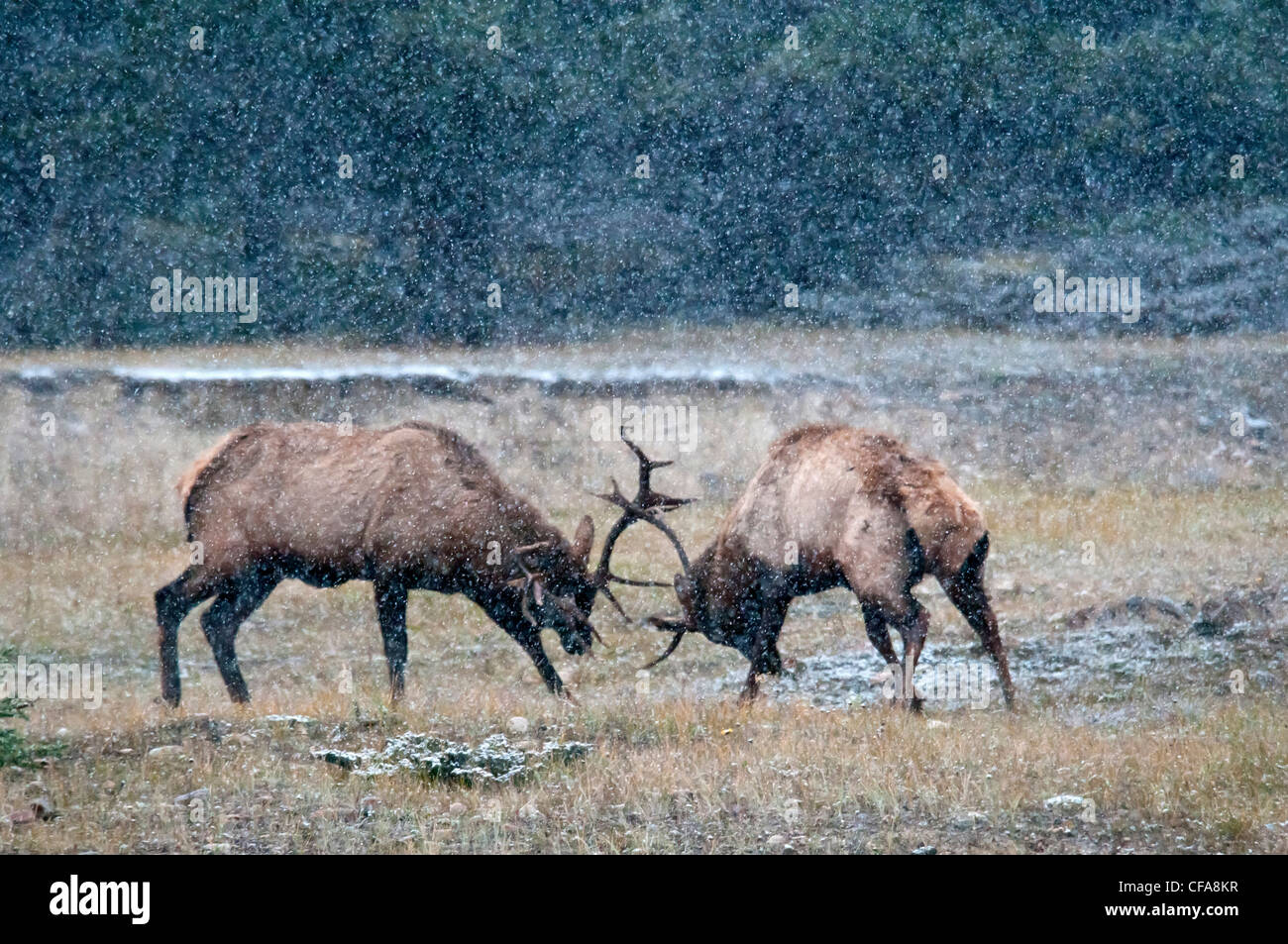 elk, animal, cervus elaphus, Jasper, Alberta, national park, elks, horns, fighting, Canada, snowing Stock Photo