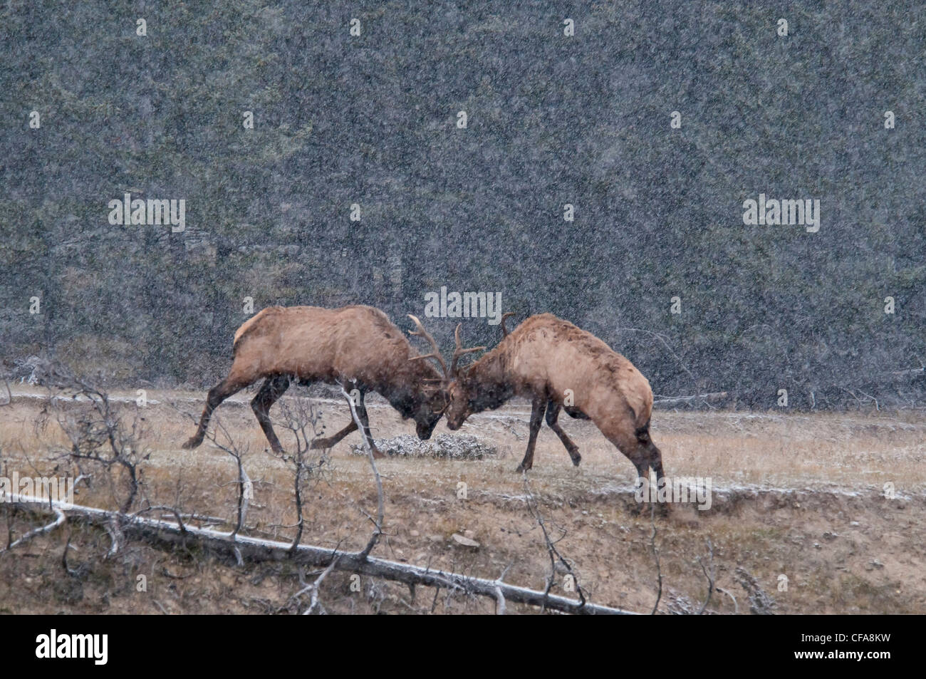 elk, animal, cervus elaphus, Jasper, Alberta, national park, elks, horns, fighting, Canada, snowing Stock Photo