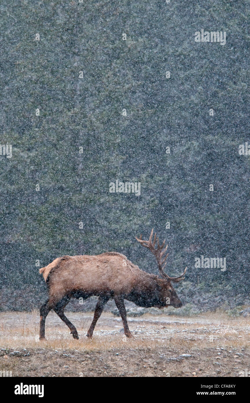 elk, animal, cervus elaphus, Jasper, Alberta, national park, horns, Canada, snowing Stock Photo
