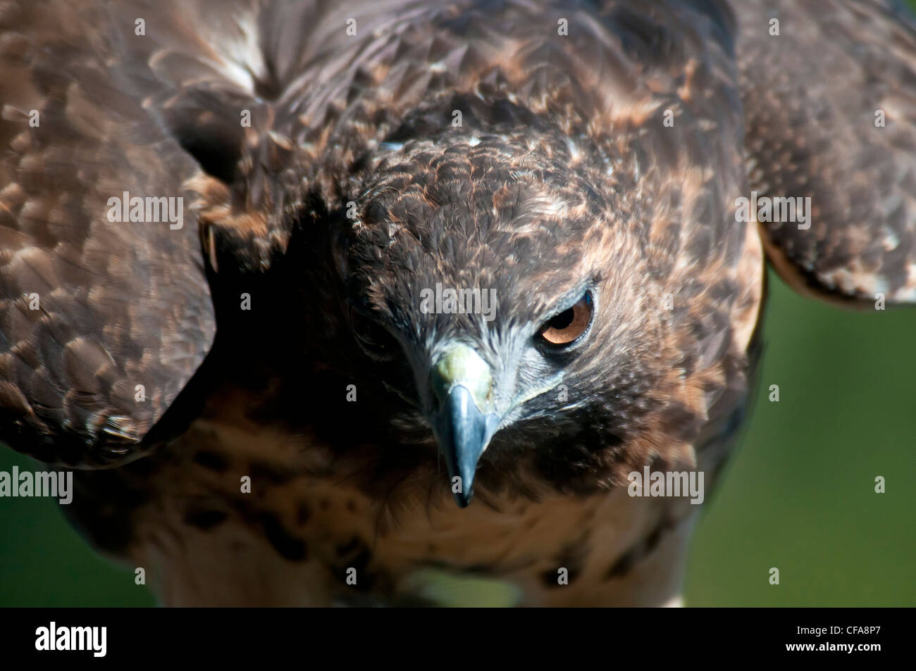red, tailed hawk, hawk, raptor, bird, animal, buteo jamaicensis Stock ...