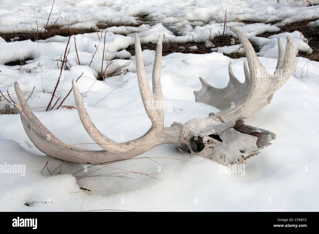 moose, skull, antlers, Yukon, Canada, snow, bones Stock Photo Alamy