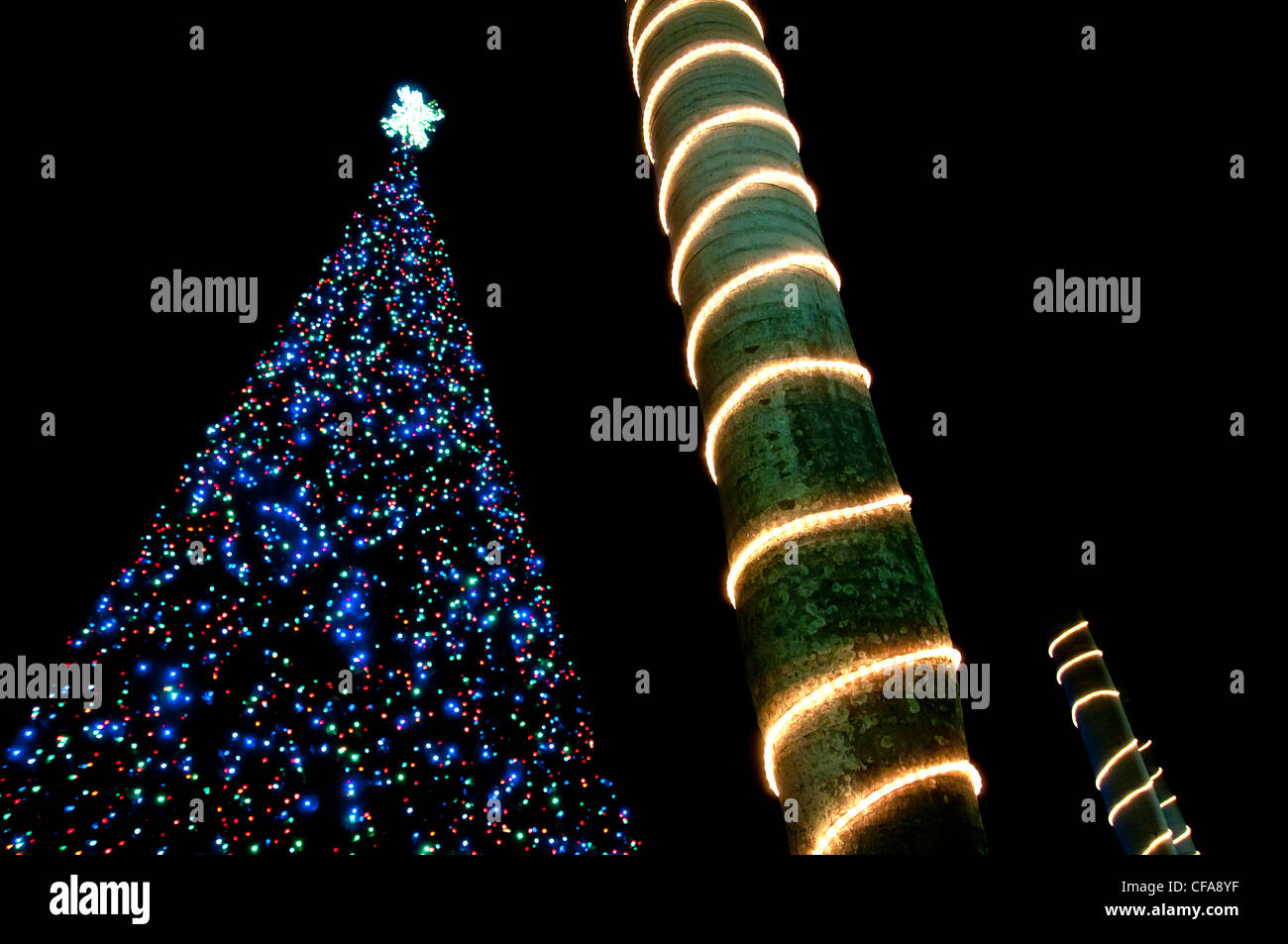 Delray beach christmas tree hires stock photography and images Alamy
