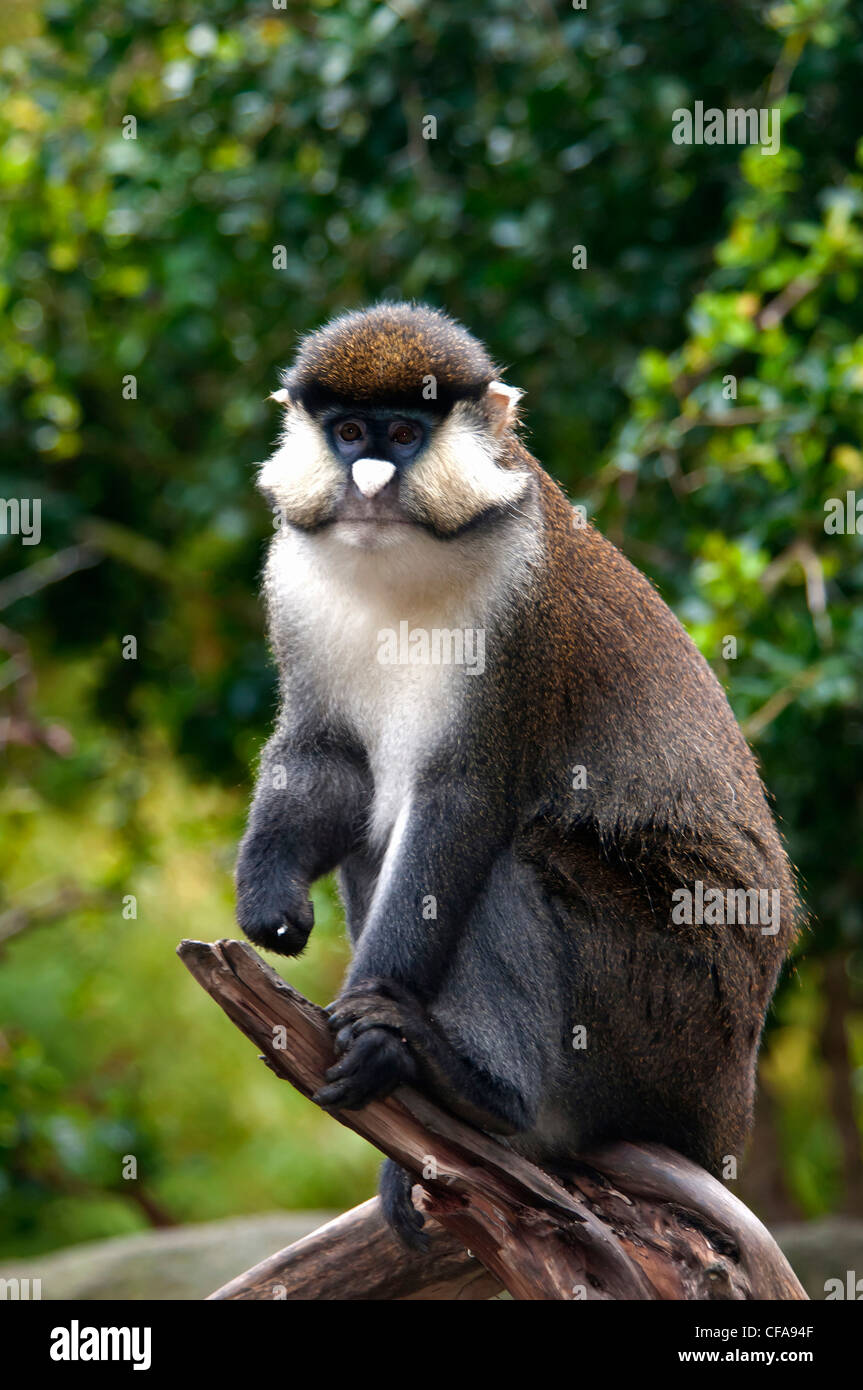 spotnosed guenon, cercopithecus ascanius, guenon, animal Stock Photo