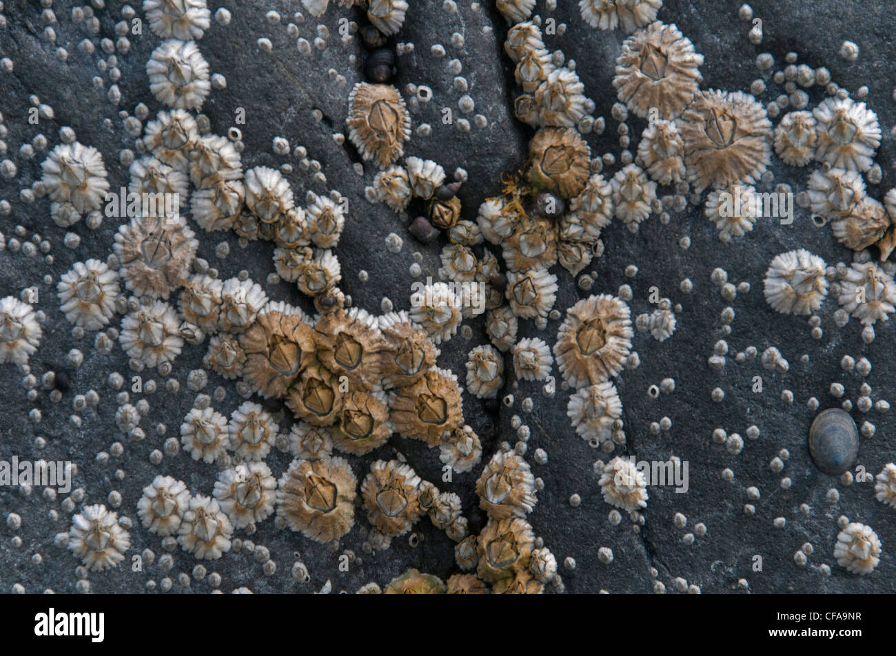 barnacles, rock, low tide, Blackstone bay, prince William sound, Alaska ...