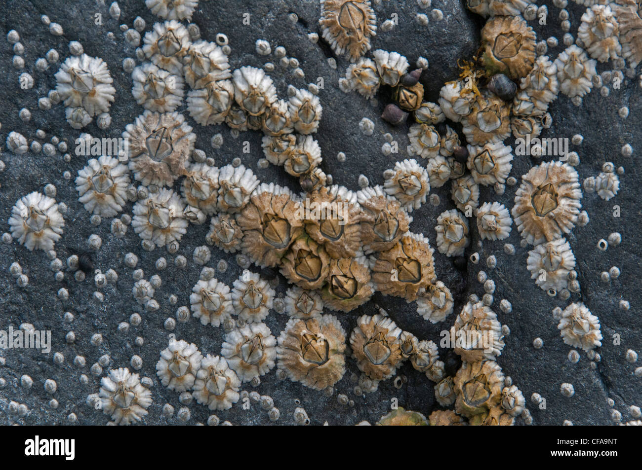 barnacles, rock, low tide, Blackstone bay, prince William sound, Alaska ...