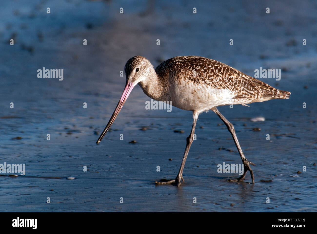 Limosa fedoa hi-res stock photography and images - Alamy
