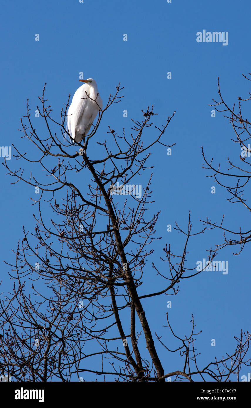 White stork on the top of the tree. Stock Photo