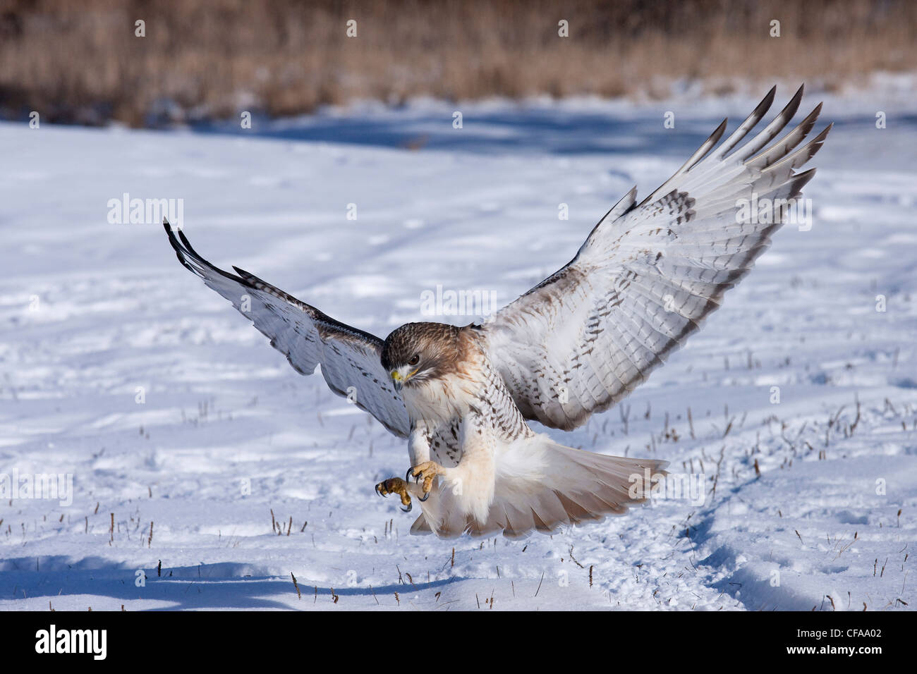 A Red-tailed Hawk (Buteo jamaicensis) flies in with talons ready to catch its prey in the snow Stock Photo